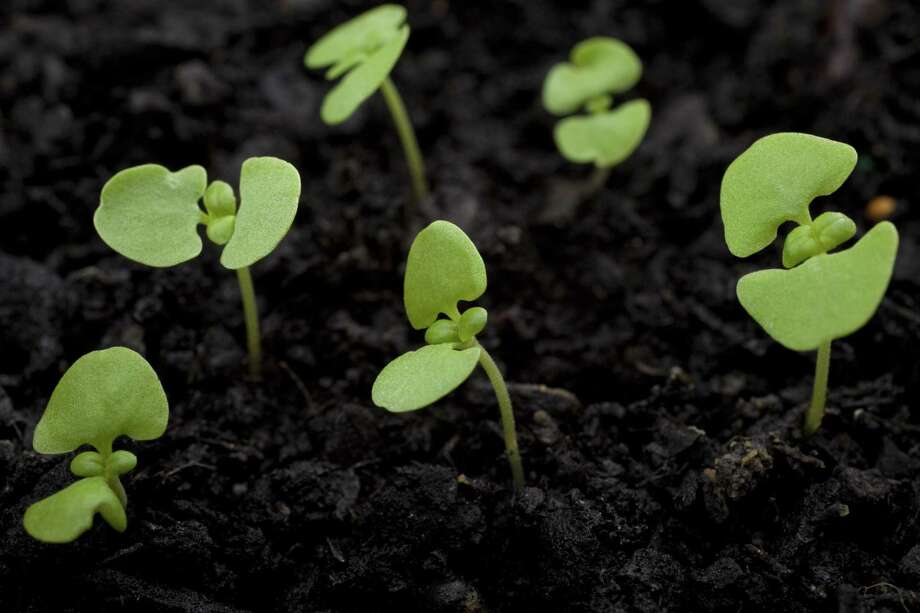 Basil seedlings grow in a window box. Photo: File Photo / Dreamstime