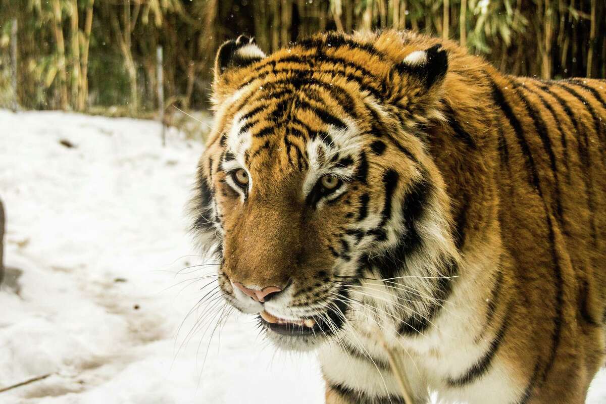A tiger at the Bronx Zoo in winter 2014. Nadia the tiger has tested positive for the new coronavirus, in what is believed to be the first known infection in an animal in the U.S. or a tiger anywhere, federal officials and the zoo said Sunday, April 5, 2020. (Dreamstime/TNS)