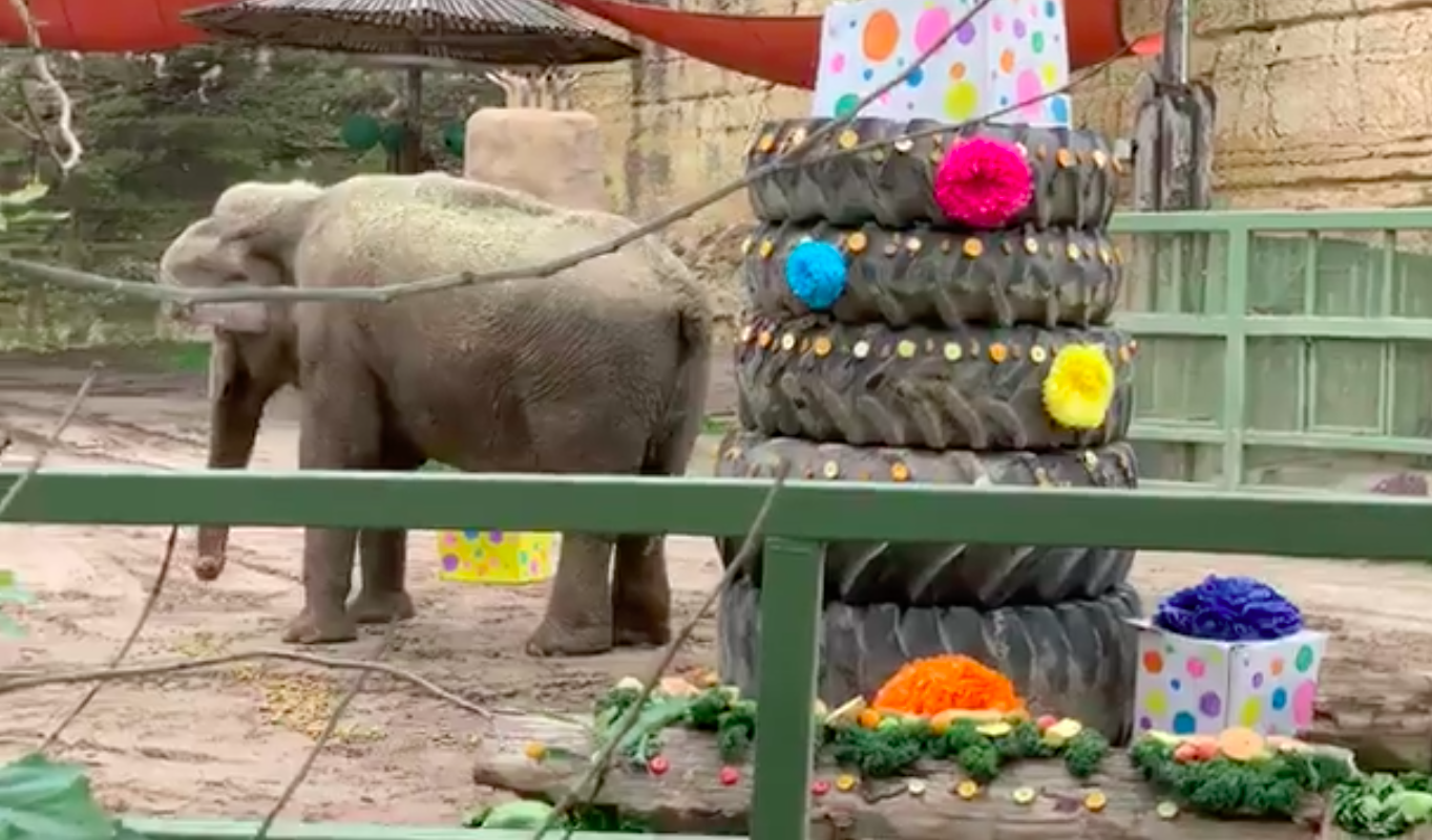 San Antonio Zoo celebrates Lucky the Elephant's 60th birthday