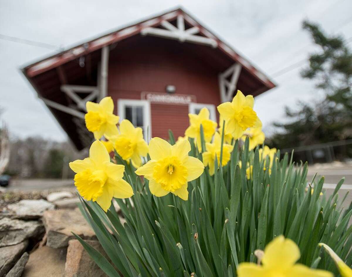 Daffodils bring color and life to an otherwise very quiet Cannondale train station in Wilton.