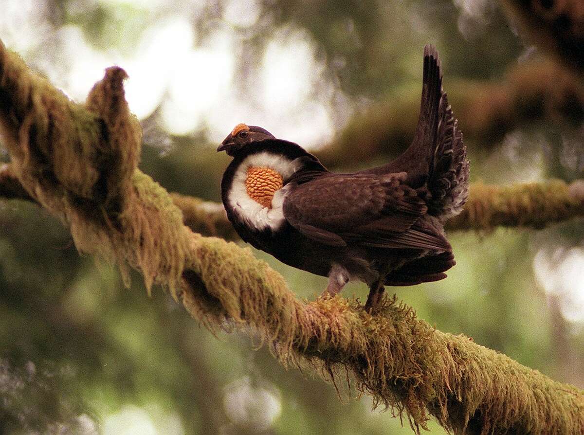 Blue(?) Grouse defends it's territory with ruffled feathers and a deep thumping noise from a mossy tree in the Hoh Rainforest in Olympic national park