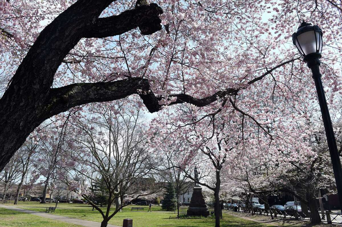 Cherry blossoms in New Haven