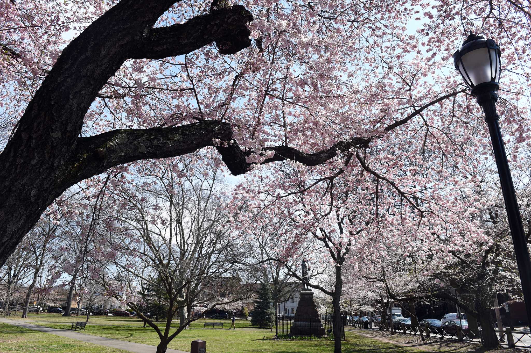 Photos Cherry blossoms in full bloom in New Haven