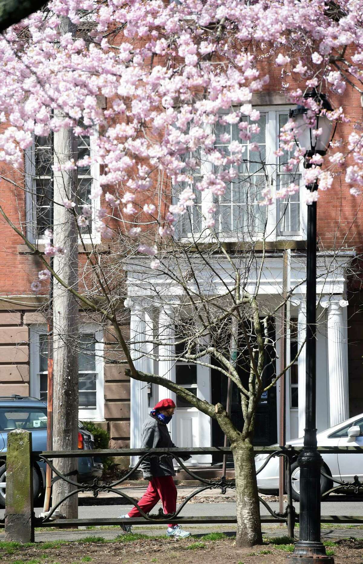 Cherry blossoms in New Haven