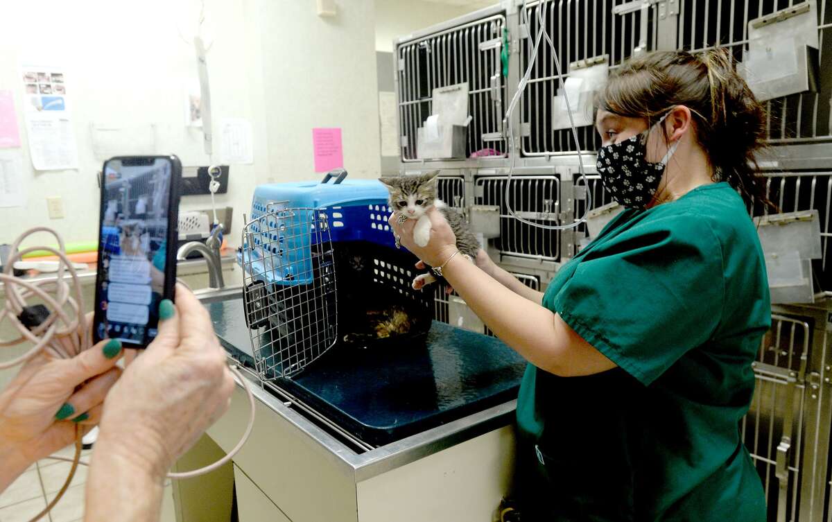 Photos Yappy Hour helps save dogs amid COVID19