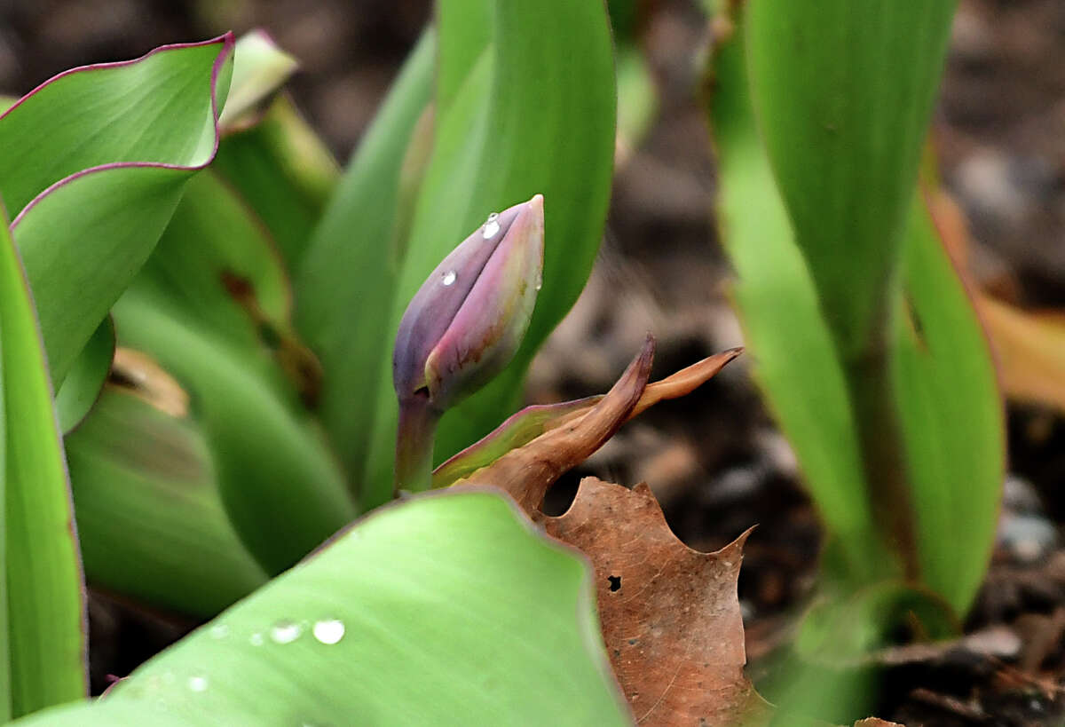 A tulip is almost ready to bloom in Washington Park on Wednesday, April 8, 2020 in Albany, N.Y. (Lori Van Buren/Times Union)