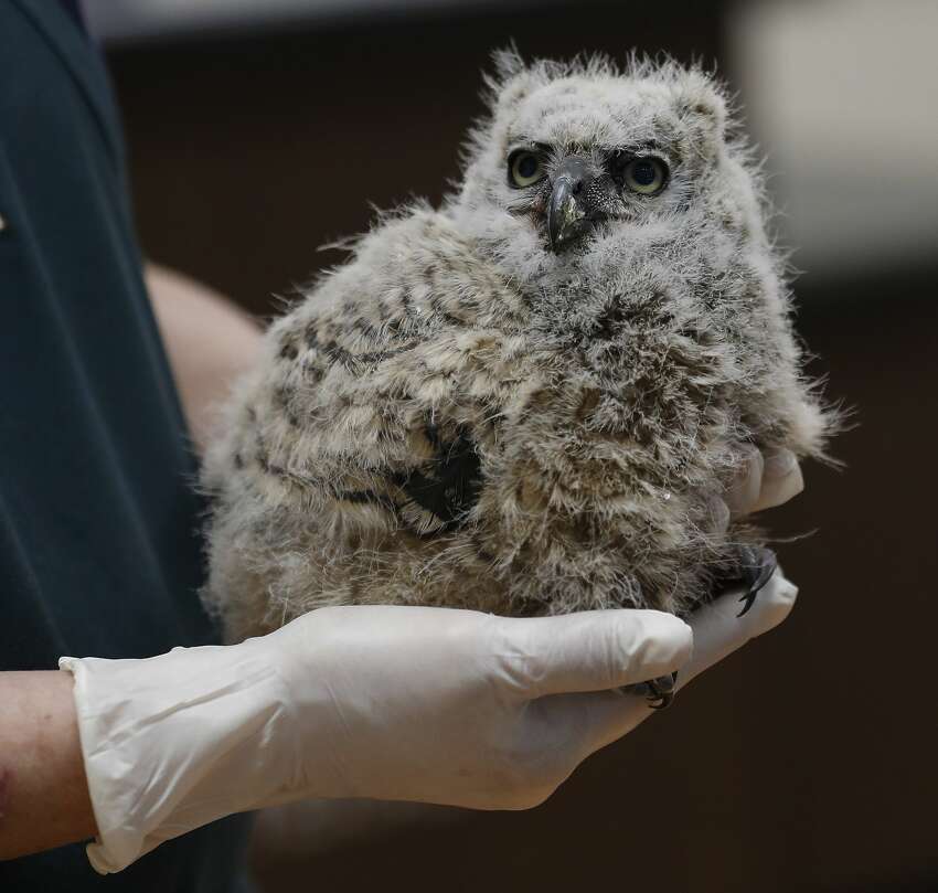 Houston SPCA's Wildlife Center of Texas sees spike in injured and ...