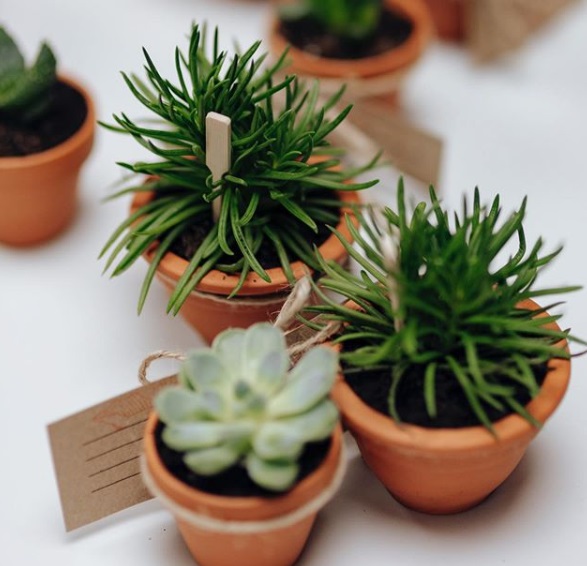 San Antonio business helping residents bring the outdoors inside with