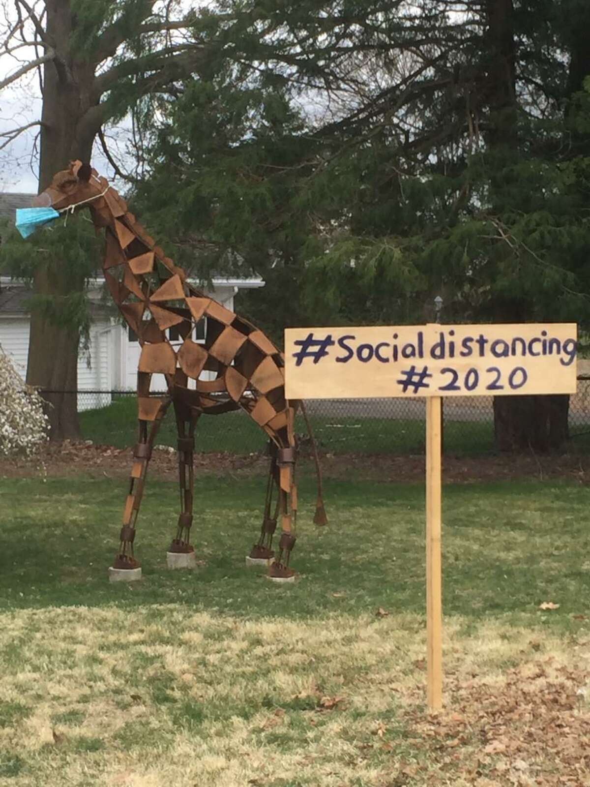 A giraffe wearing a mask was spotted on Main Street with a sign #Social Distancing #2020.