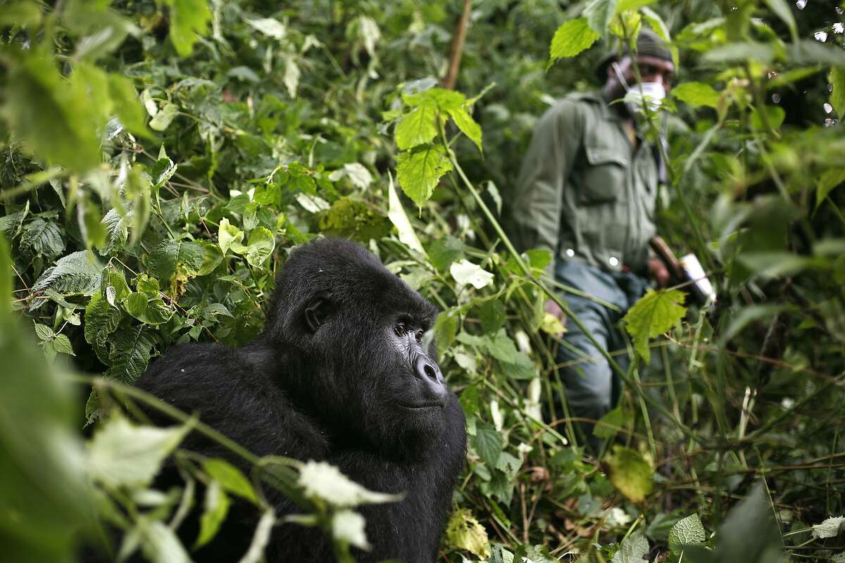 In this photo taken Dec. 11 2012, a park ranger wearing a mask walks past a mountain gorilla in the Virunga National Park in eastern Congo. Congo's Virunga National Park, home to about a third of the world's mountain gorillas, has barred visitors until June 1 2020, citing "advice from scientific experts indicating that primates, including mountain gorillas, are likely susceptible to complications arising from the COVID-19 virus."(AP Photo/Jerome Delay)