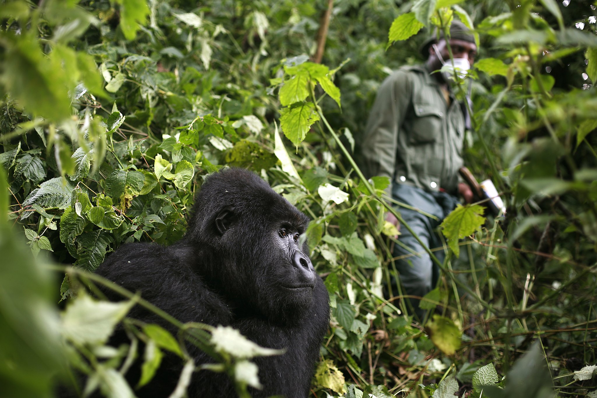 As humans move into animals' territory, contagions like coronavirus risk  being transmitted