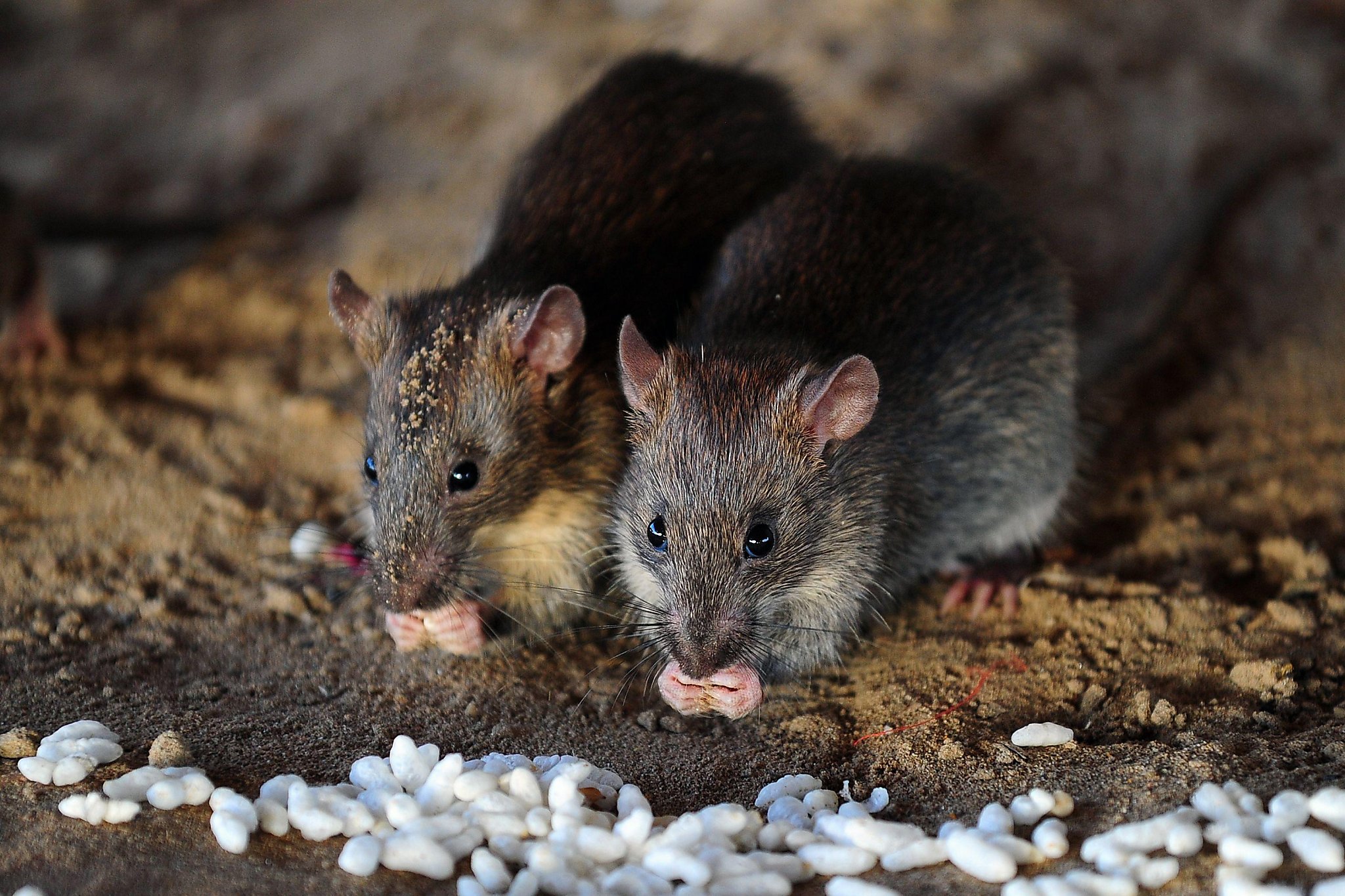 Report CT city is one of the 'rattiest' in the country