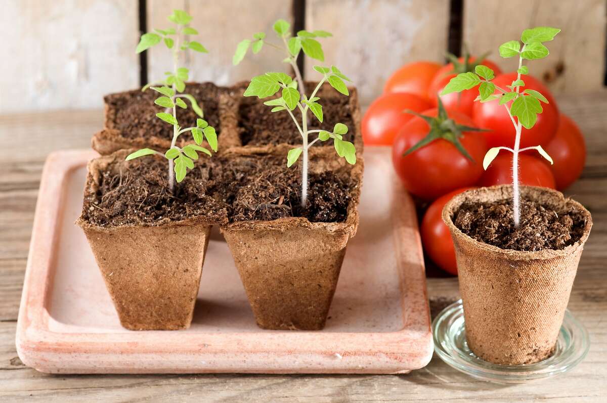 Como plantar tomates en casa
