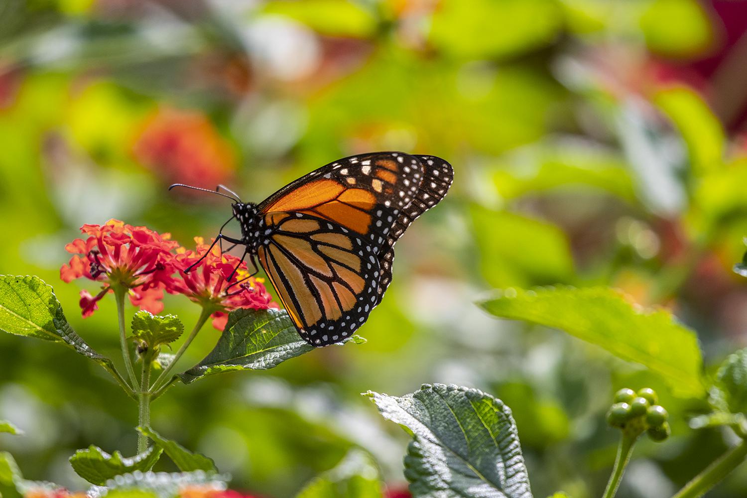 Houston Gardeners Can Help The Declining Monarch Butterfly