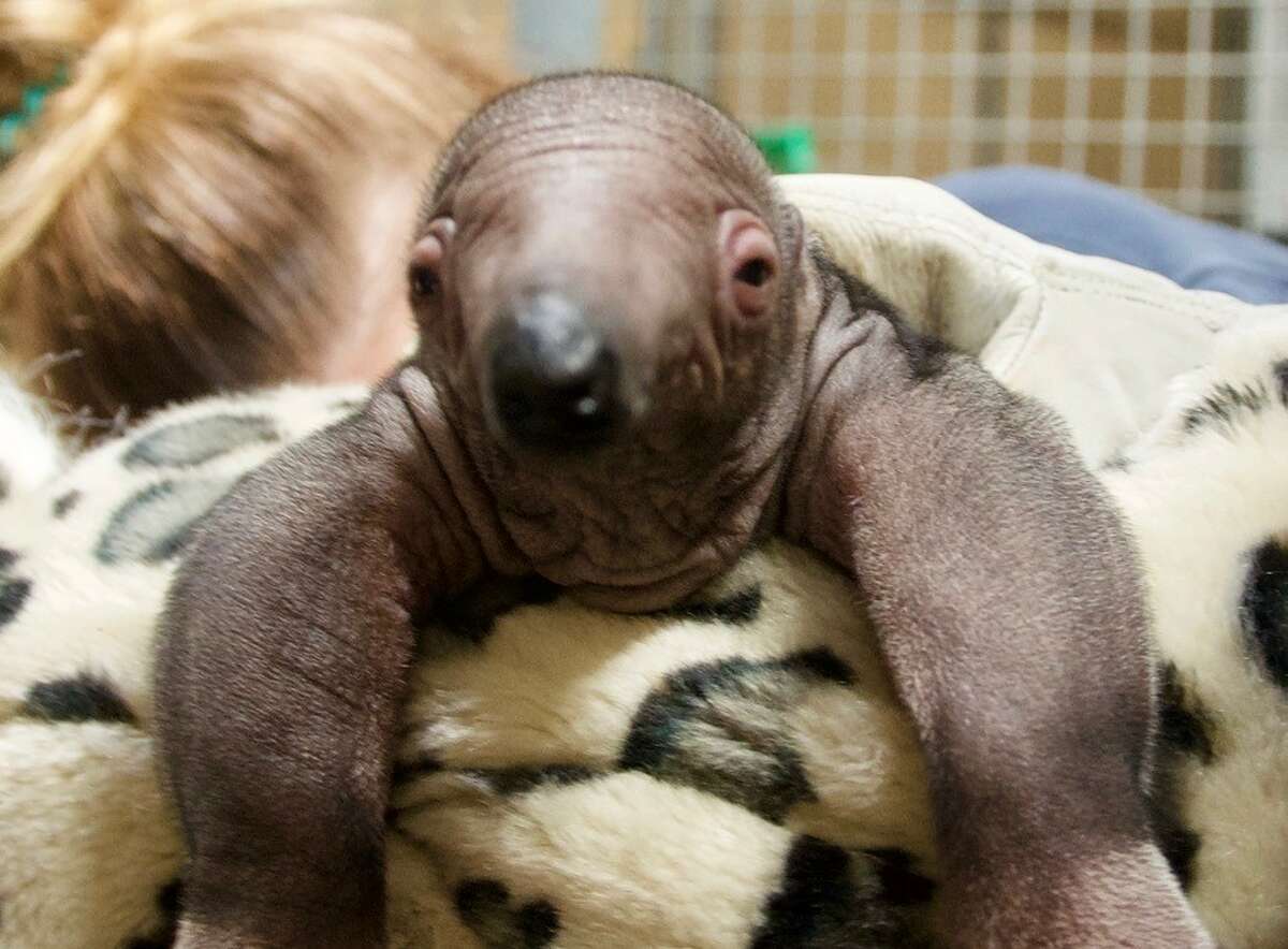 Baby Giant Anteater