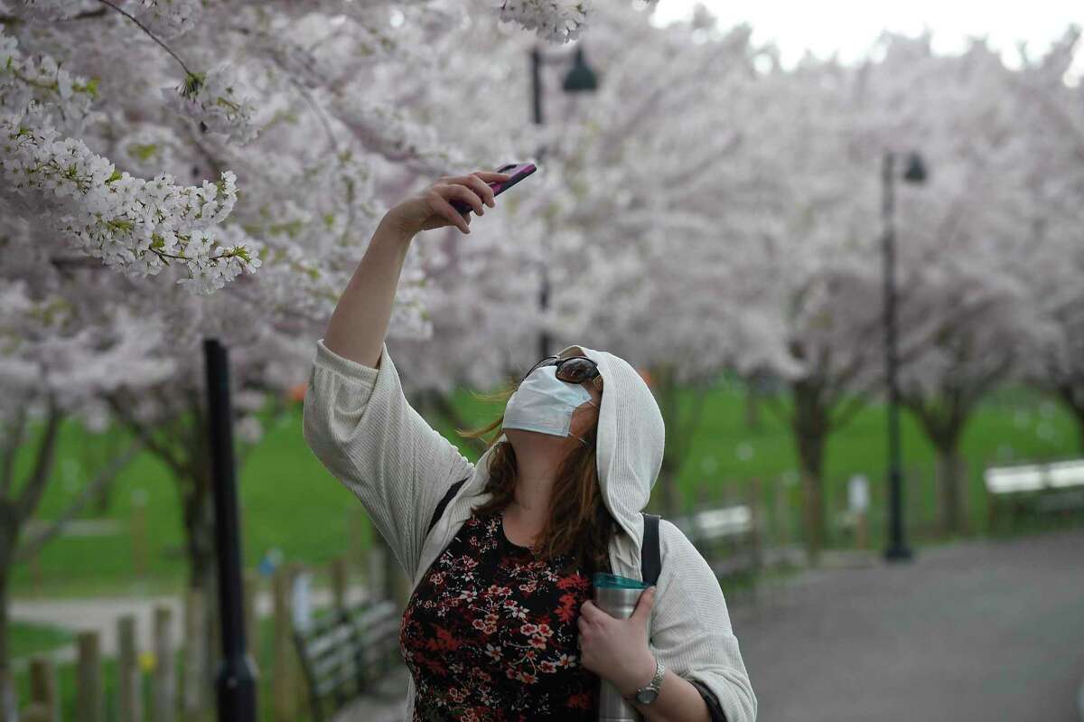 Stamford resident Deb Wegrzyn snaps photos of blooming Cherry Blossoms while walking home through Mill River Park on April 8, 2020 in Stamford, Connecticut. Many residents are siding with the CDC guidelines and wearing masks, while enjoying the outdoors, helping contain the spread of COVID-19.