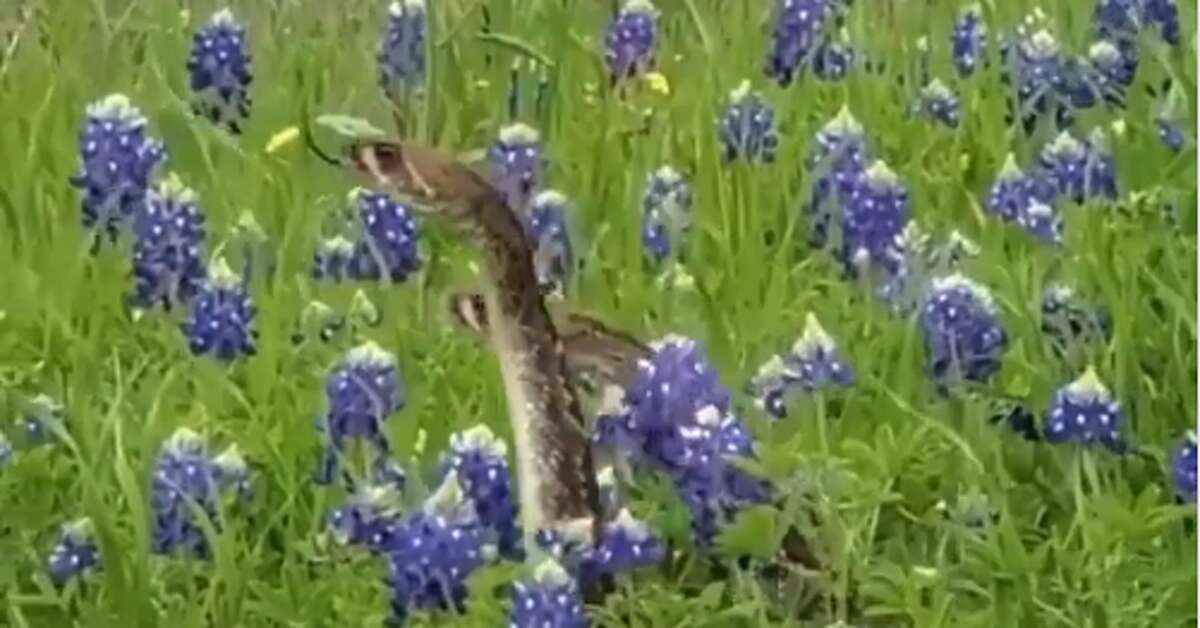 Bexar County officials are reminding residents to watch out for snakes during the busy spring season. Warm weather is when snakes come out to get some sun.