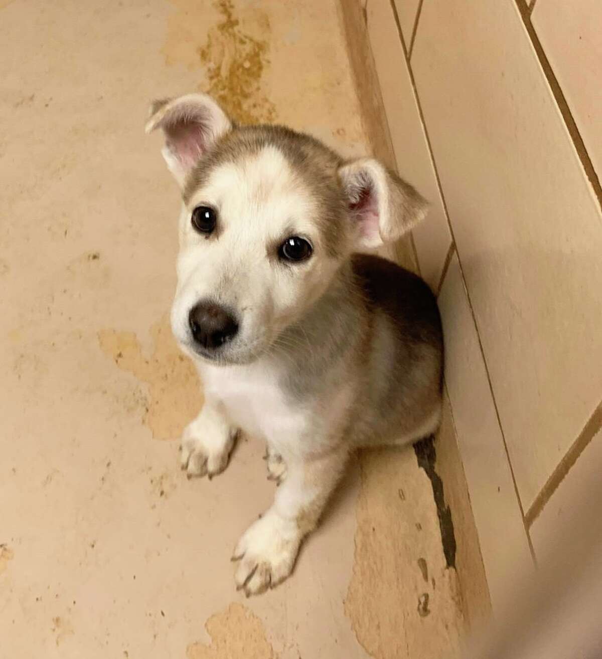 Rescues continue to prioritize animal welfare during pandemic