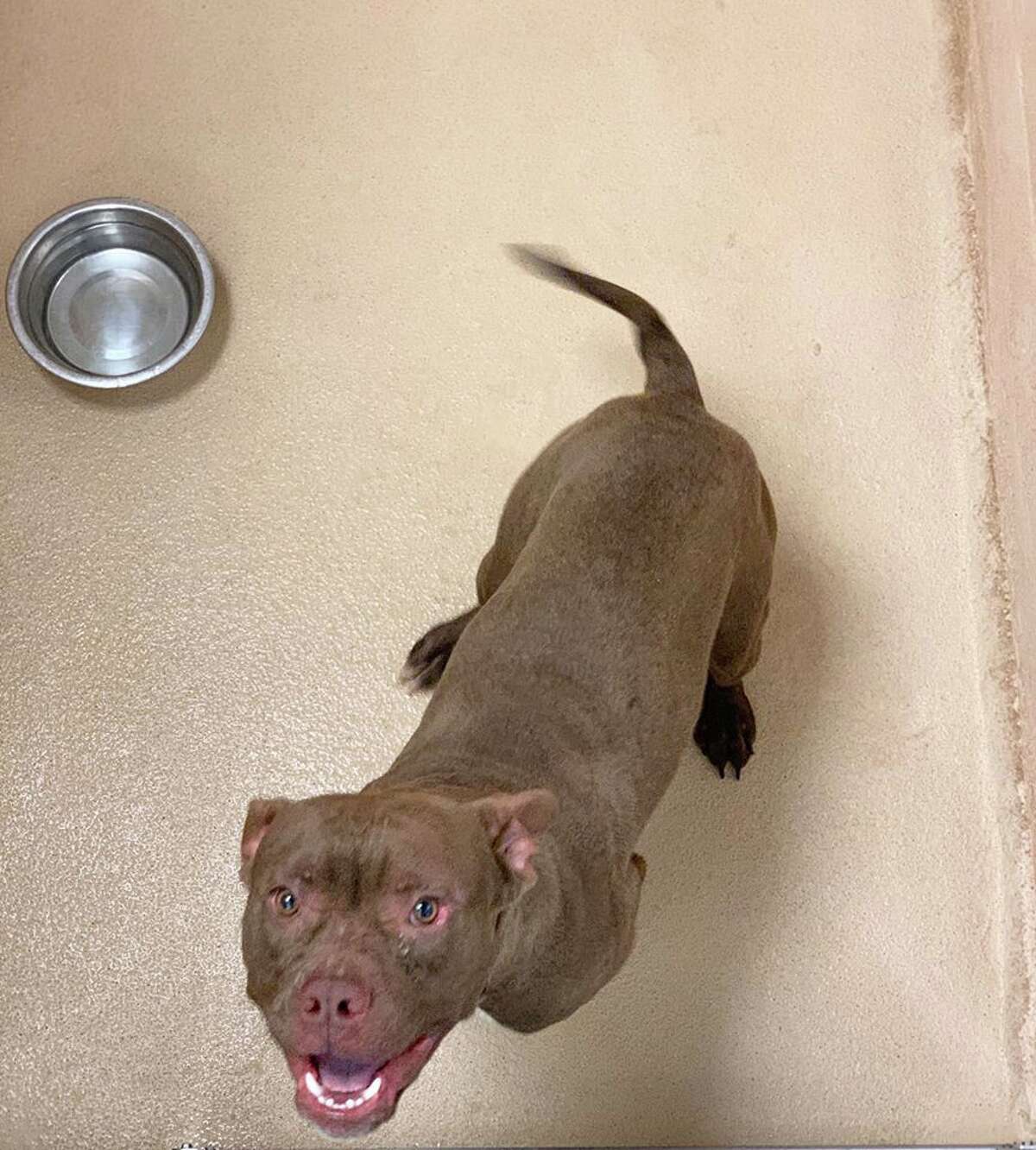 Rescues continue to prioritize animal welfare during pandemic