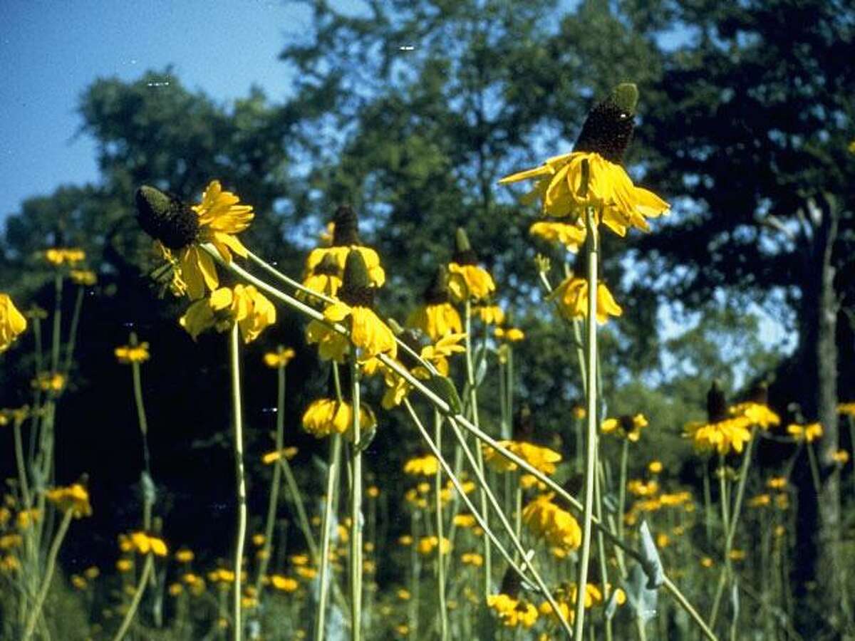 Giant coneflower is a towering tribute to Houston garden legend