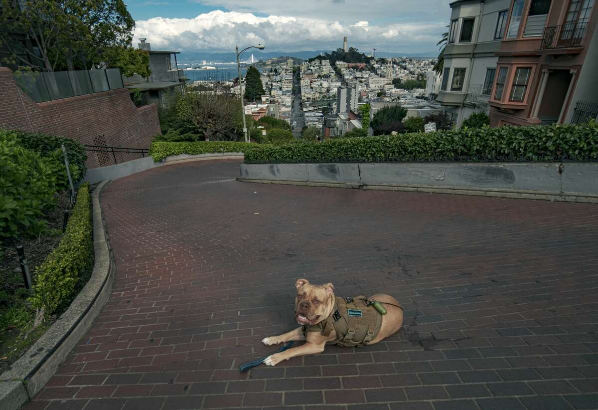 @mooncricketfilms photographed his dog chilling on Lombard Street in San Francisco.