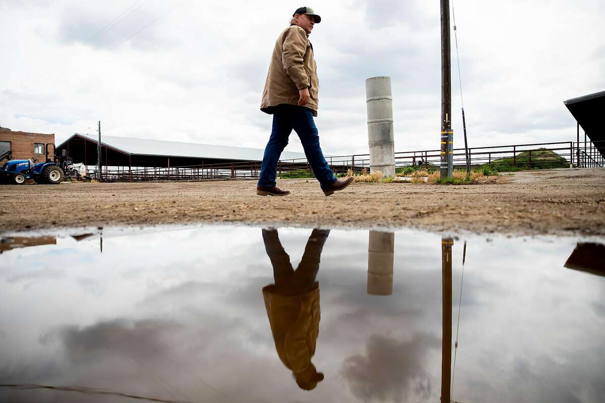 Lima Ranch owner Jack Hamm walks towards his dairy cows as they feed at Lima Ranch in Lodi, Calif. Thursday, April 9, 2020. Big changes have hit the agriculture industry during the Coronavirus outbreak. One of the biggest disruptions is to the dairy industry, with the price of milk in free fall.