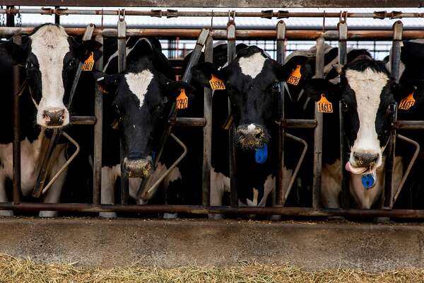 California Dairies Dump Milk, Crops May Be Left To Wither As 