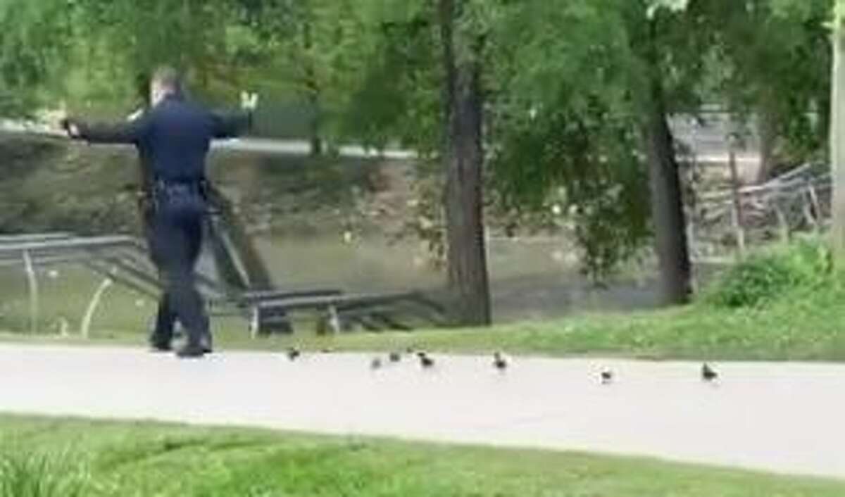 Houston Police Assistant Chief Larry J. Satterwhite helped a group of lost ducklings back to safety after finding them in Memorial Park on Saturday.