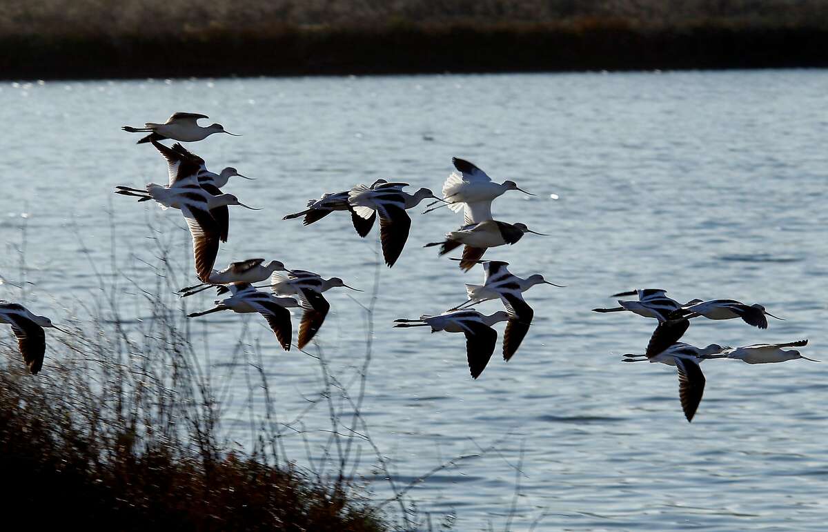 American Avocets, who are frequently seen in tidal marshes, fly into Grays marsh in Petaluma, Calif. A new Point Reyes Bird Observatory study is predicting the possibility of a 93 percent loss of San Francisco Bay tidal marshes in the next 100 years under the worst case scenarios of high sea level rise and low sediment availability.