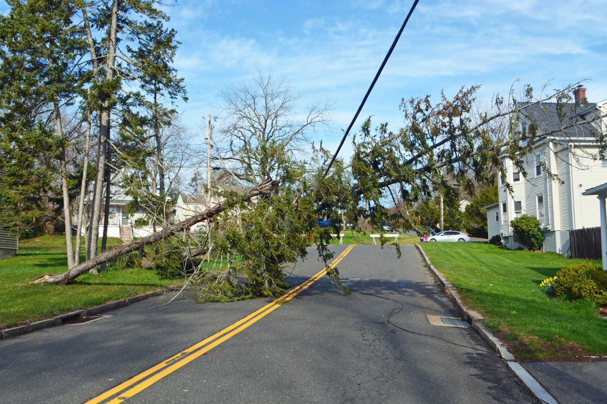 PHOTOS: Wind storm topples giant pine tree in Middletown