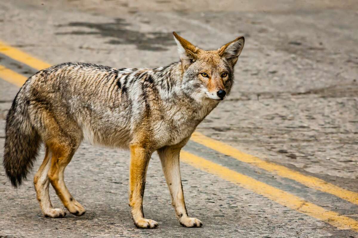 A file photo of a coyote on an urban street.