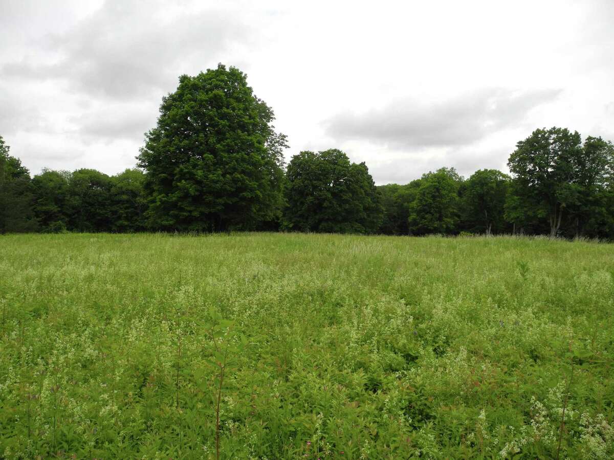 Trees line the meadow at 183 Ridgefield Road.