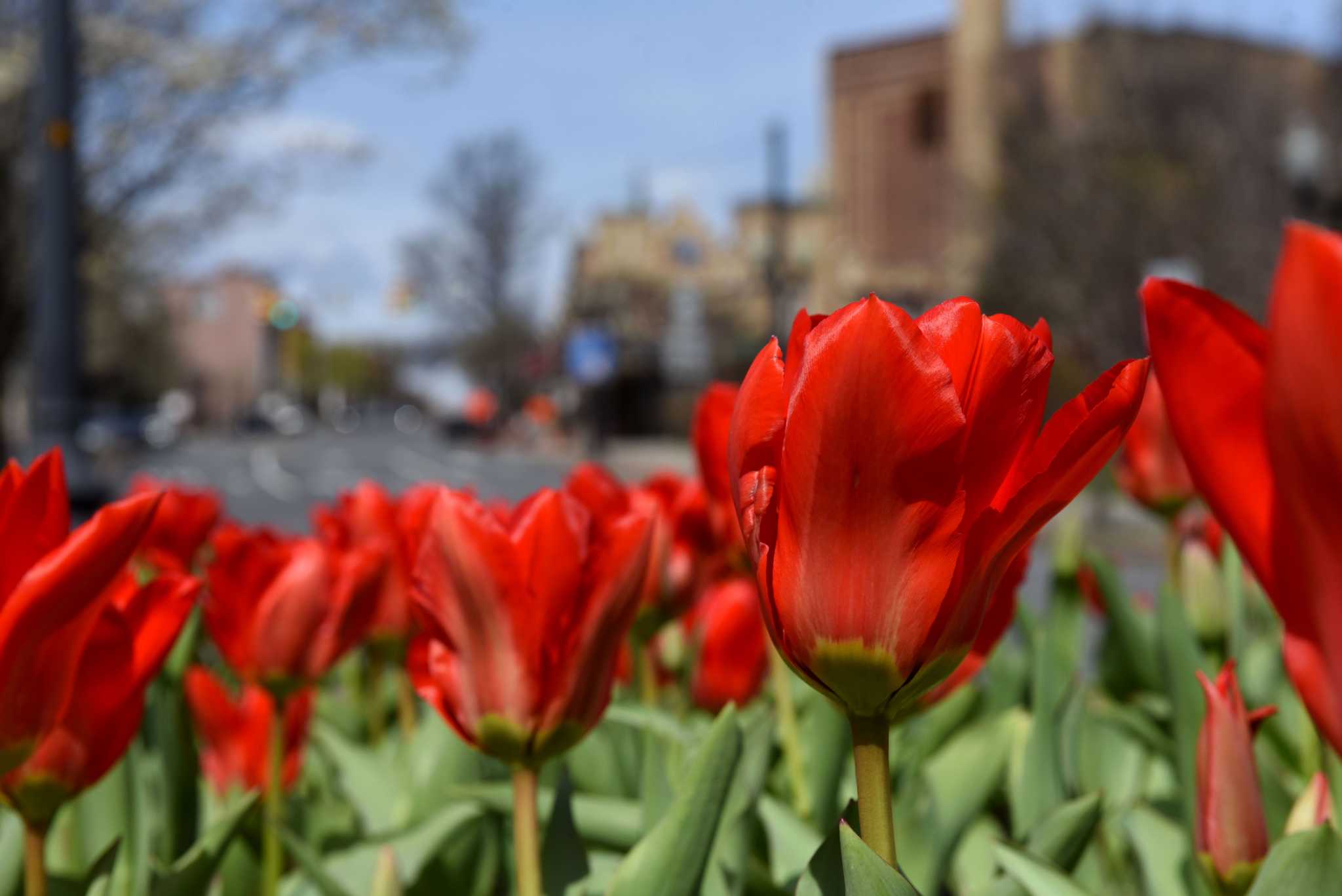 Albany to hold a virtual Tulip Festival