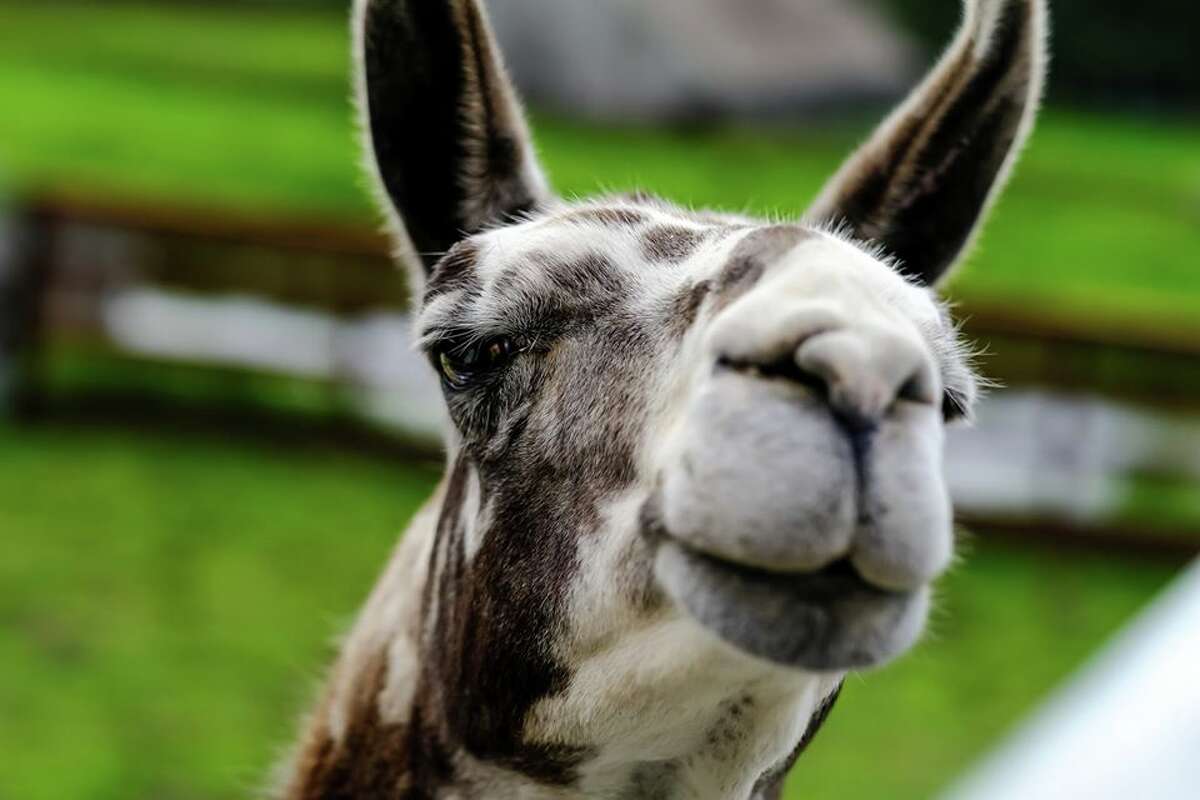 Bay Area farm offering goat and llama cameos for your next Zoom meeting Bay Area farm offering goat and llama cameos for your next Zoom meeting