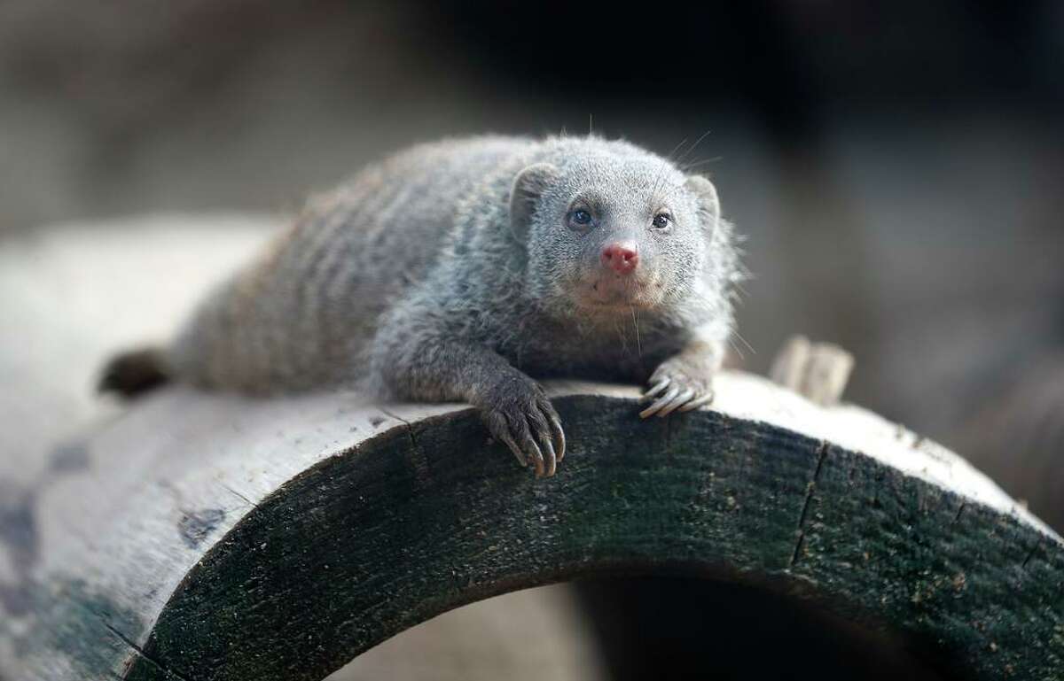 Get an up close look at a mongoose and other animals in the Houston Zoo's meet-the-animals livestream on Facebook.