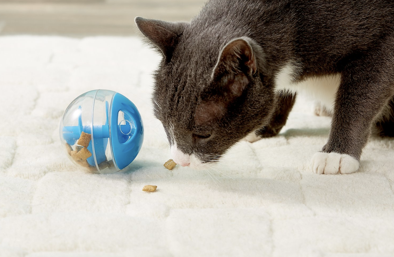 cat snack toy