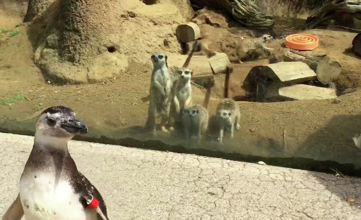Video: Penguins waddle around SF Zoo exhibits during shutdown