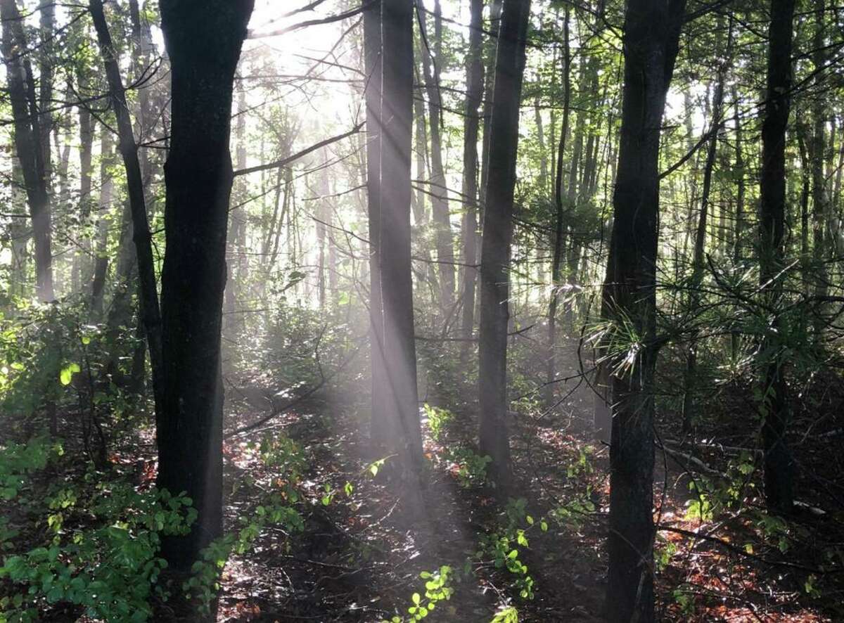 From walking in a forest to being near just one specimen, trees offer many benefits to our physical and mental well-being.