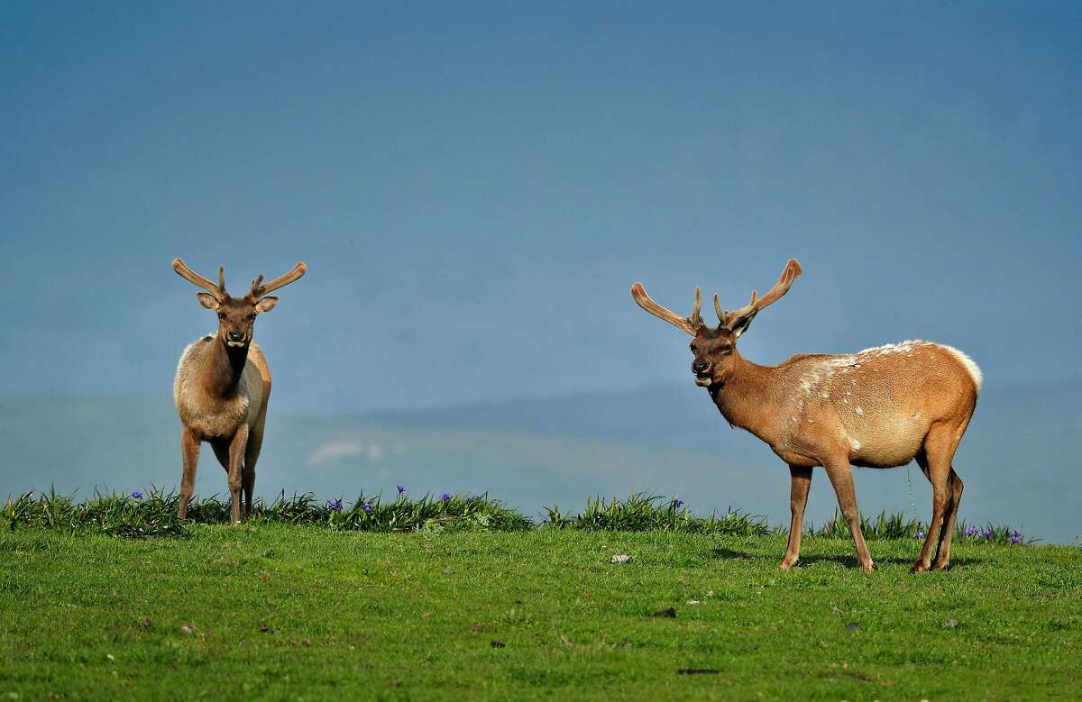 Two bull tule elk graze in a field along Drake's Beach Road at the Point Reyes National Seashore near Point Reyes Station, Calif., on Sunday, April 12, 2020. The Resource Renewal Institute is releasing a report that shows 90 percent of the people who commented on a plan to increase farming and cull elk in the Point Reyes National Seashore oppose the plan and favor the elk. The vast majority would actually like to have ranching eliminated and give the elk free reign, according to the study.