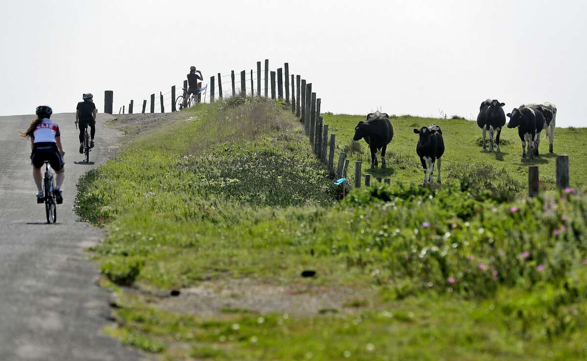 Bicyclists ride along Sir Francis Drake Blvd. near some cattle on ranchland at the Point Reyes National Seashore near Point Reyes Station, Calif., on Sunday, April 12, 2020. The Resource Renewal Institute is releasing a report that shows 90 percent of the people who commented on a plan to increase farming and cull elk in the Point Reyes National Seashore oppose the plan and favor the elk. The vast majority would actually like to have ranching eliminated and give the elk free reign, according to the study.