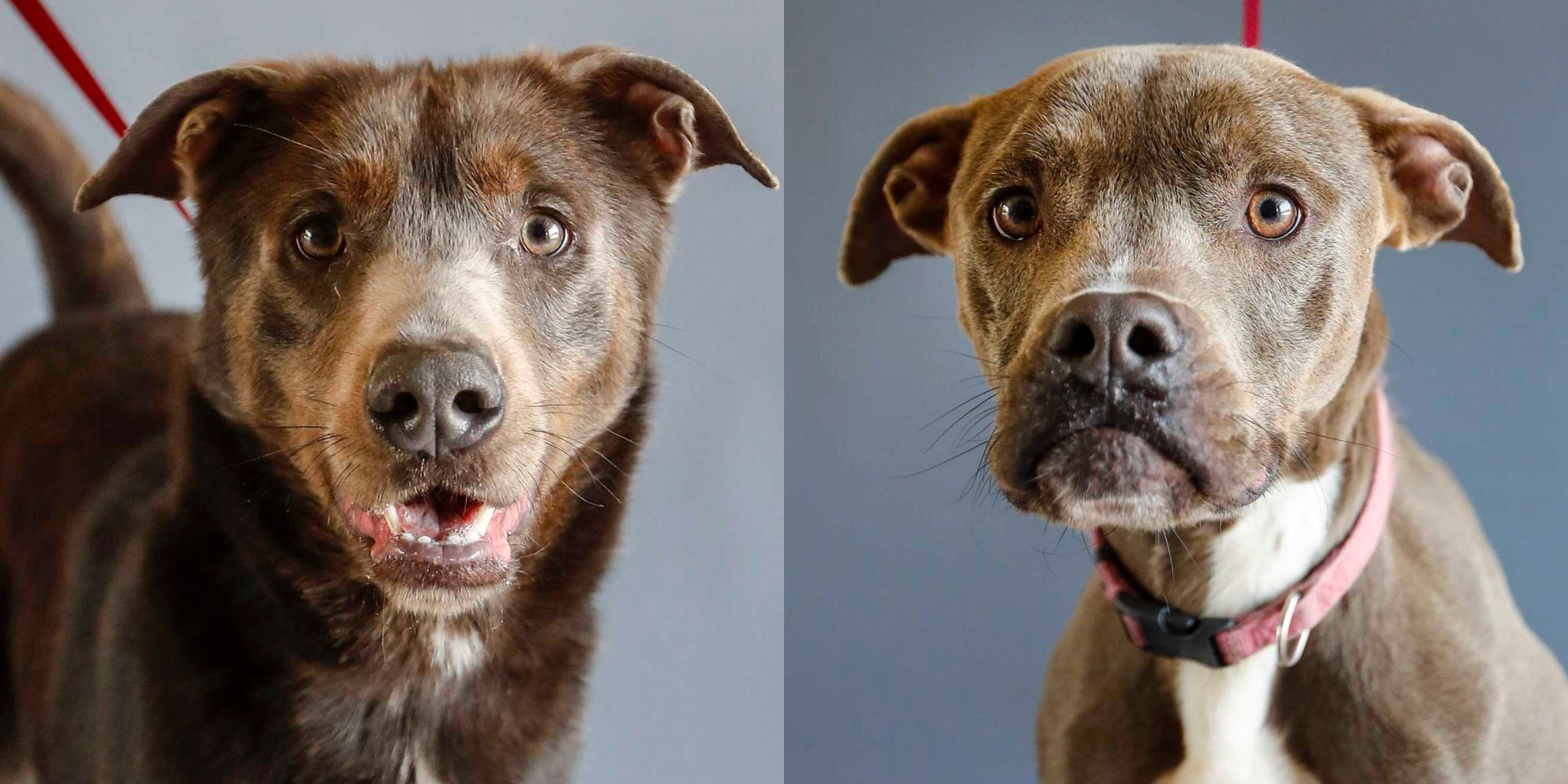 Meet Wylie & Oaklynn, two of Alvin Animal Shelter's longest-staying ...