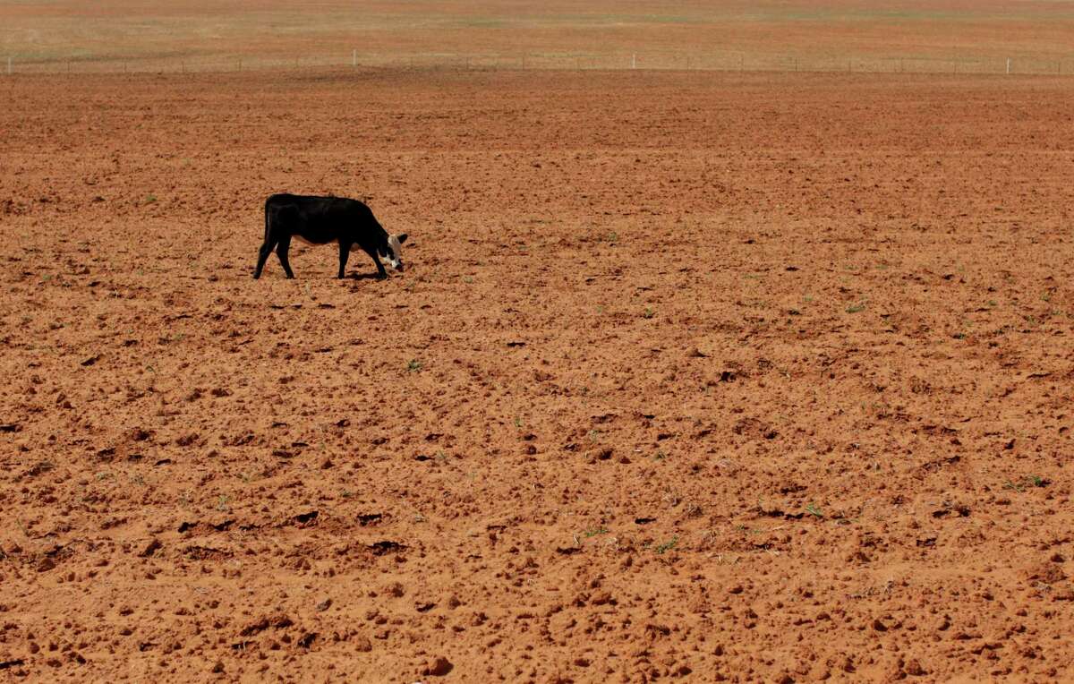 A cow grazes in a dry field near Westbrook in this 2011 photo. The American West is well on its way into one of the worst mega-droughts on record, a new study warns.