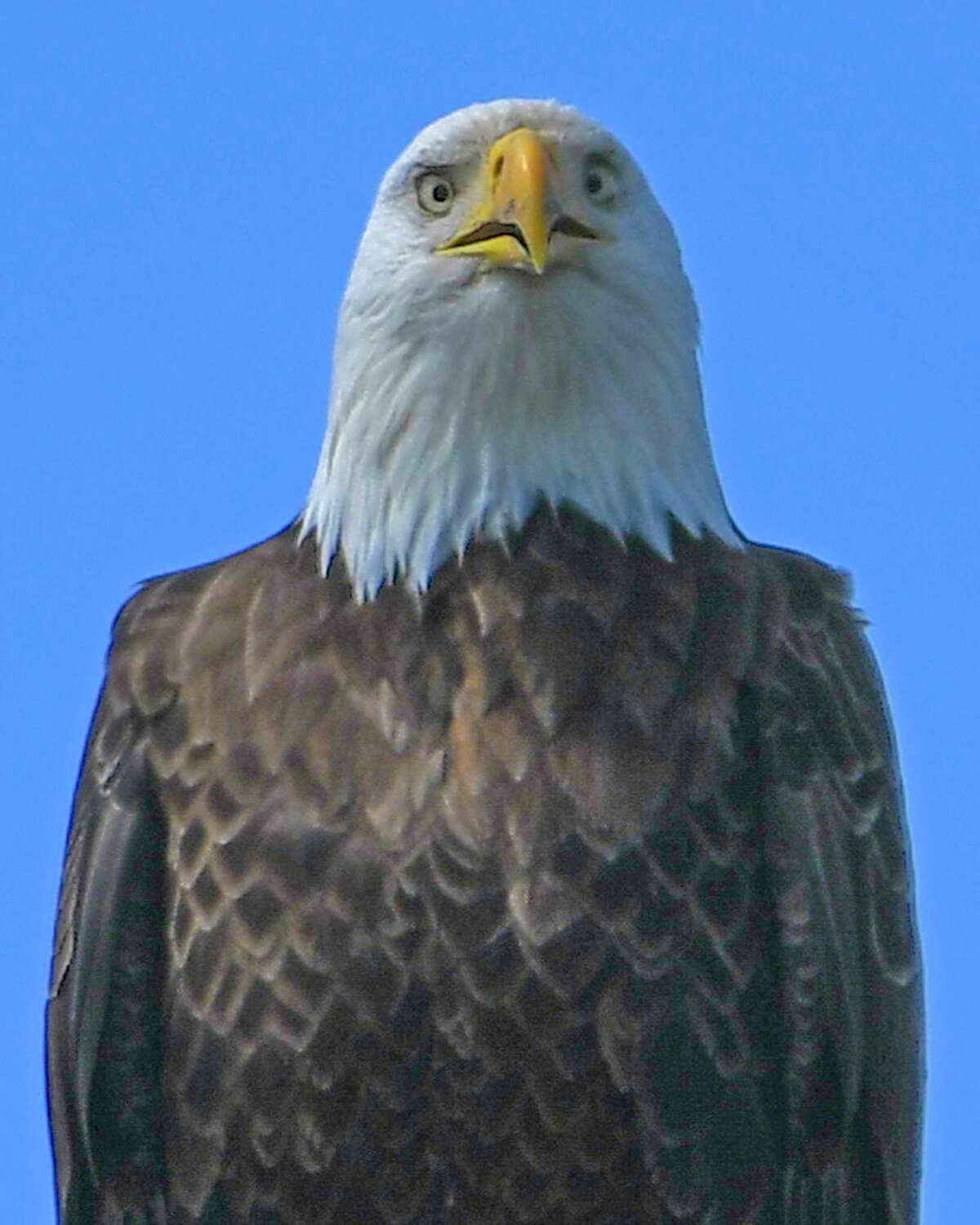 Joyce Bassett captured this view of an eagle near its nest on an otherwise empty golf course along the Mohawk River in Saratoga County on Thursday, April 16, 2020.