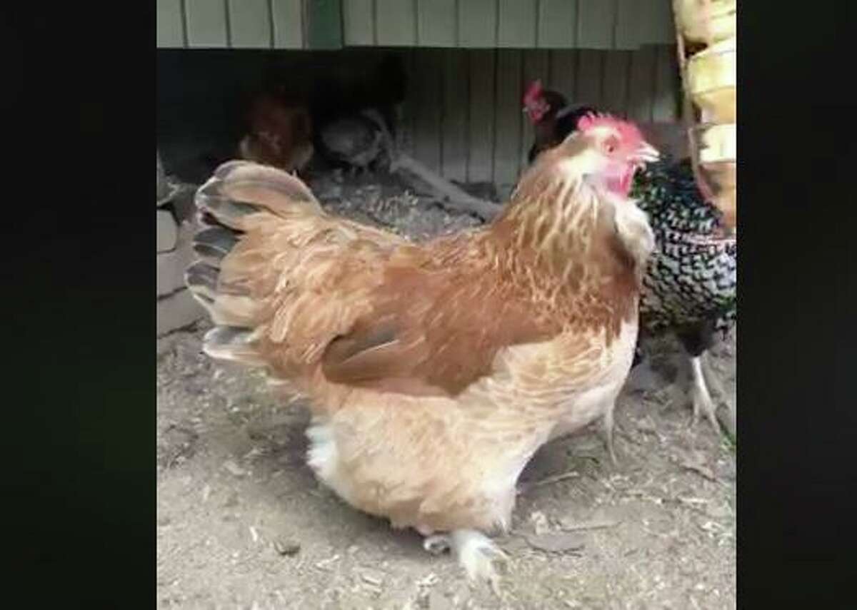 Woodcock Environmental Educator Sam Nunes discussed raising backyard chickens during a live Facebook event called Backyard Nature.