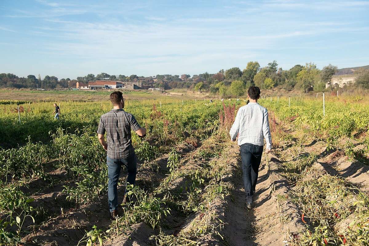 Burlap & Barrel founders Ethan Frisch (left) and Ori Zohar walk through a harvested paprika field in Spain.