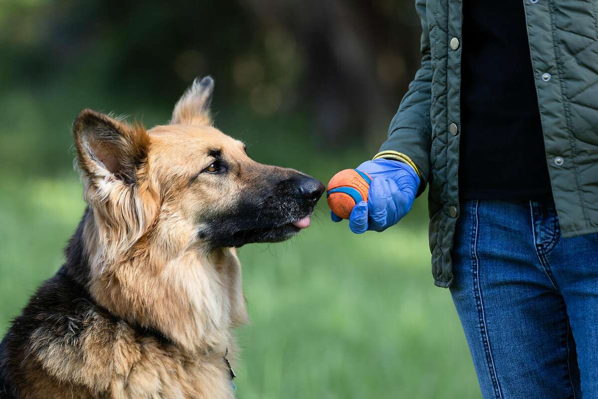 Coronavirus testing available — but rare — for pets