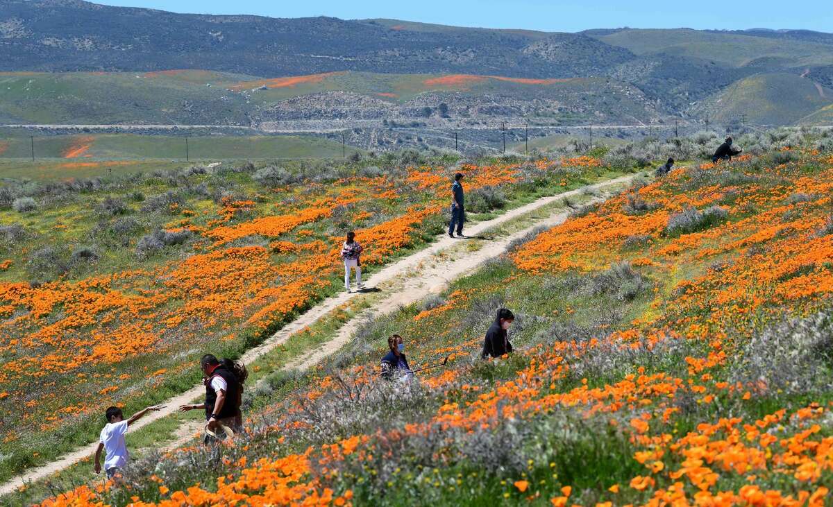 People visit poppy fields near the Antelope Valley California Poppy Reserve on April 16, 2020 in Lancaster, California where the annual spring bloom is underway. - This year's bloom is being live-streamed as park grounds remain closed since late March due to the coronavirus pandemic. (Photo by Frederic J. BROWN / AFP) (Photo by FREDERIC J. BROWN/AFP via Getty Images)