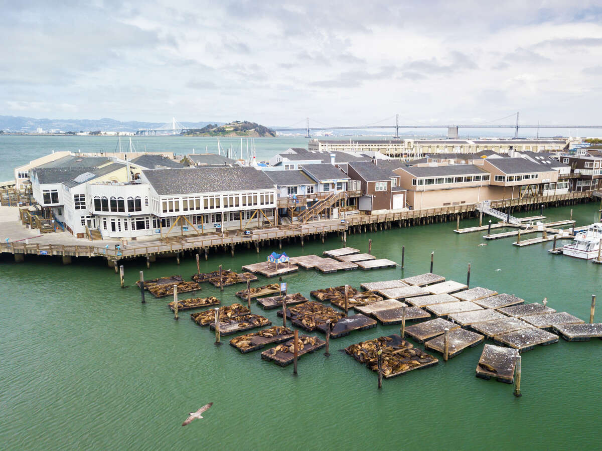 Sea lions return to San Francisco's Pier 39 - ABC7 San Francisco