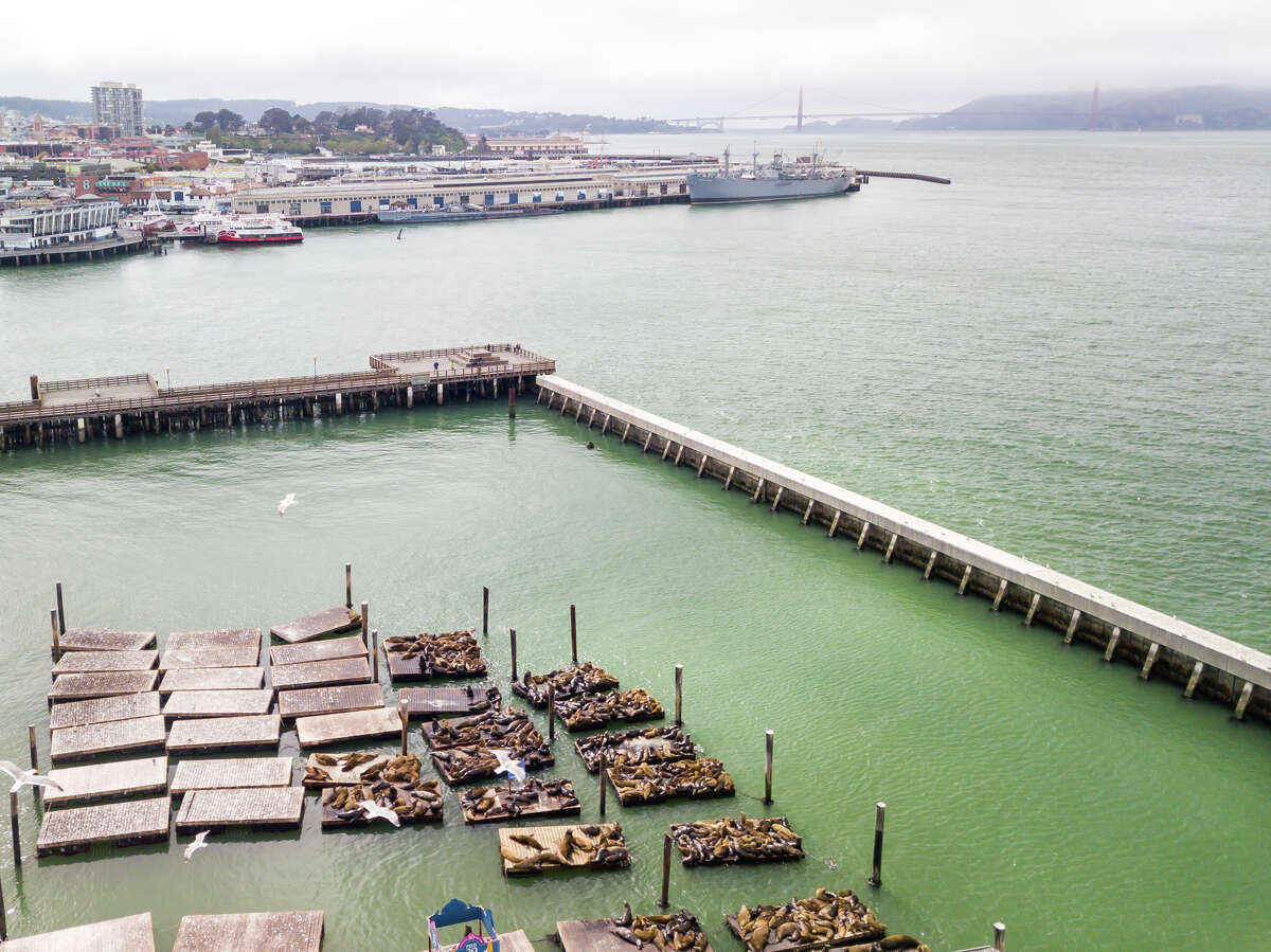 Sea lions return to San Francisco's Pier 39 - ABC7 San Francisco