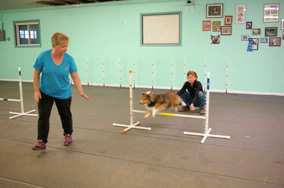 dog agility center near me